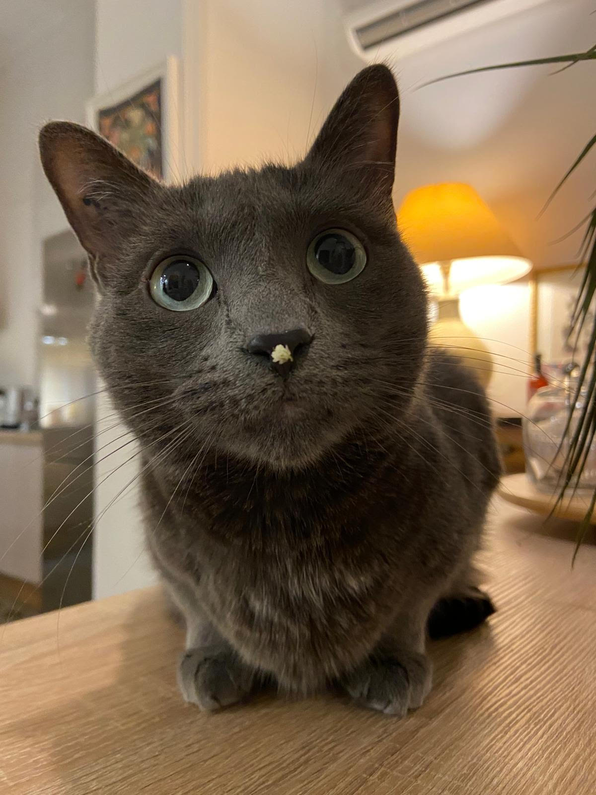 Ostéopathie pour chats