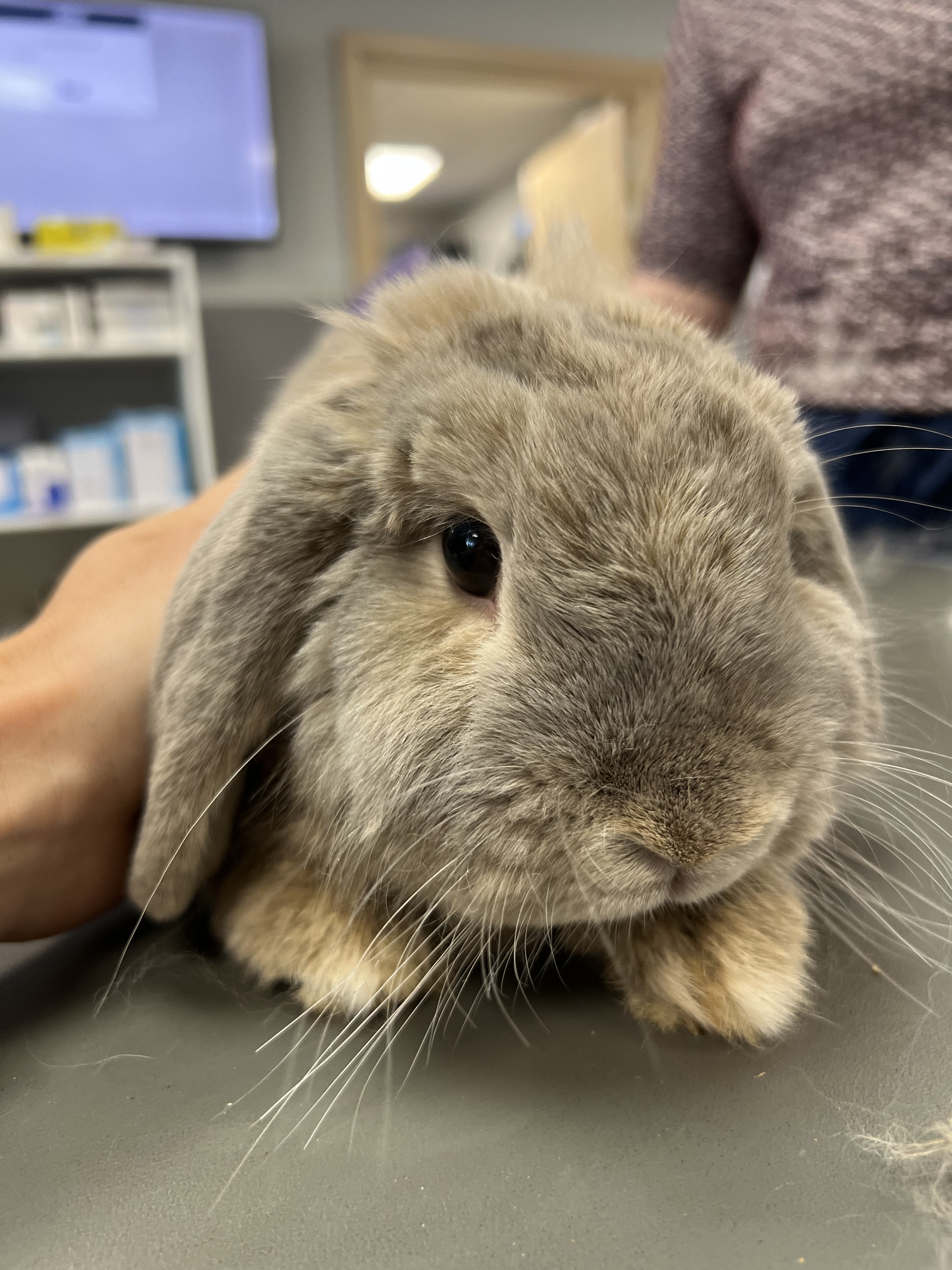 Lapin bélier lors d'une consultation
