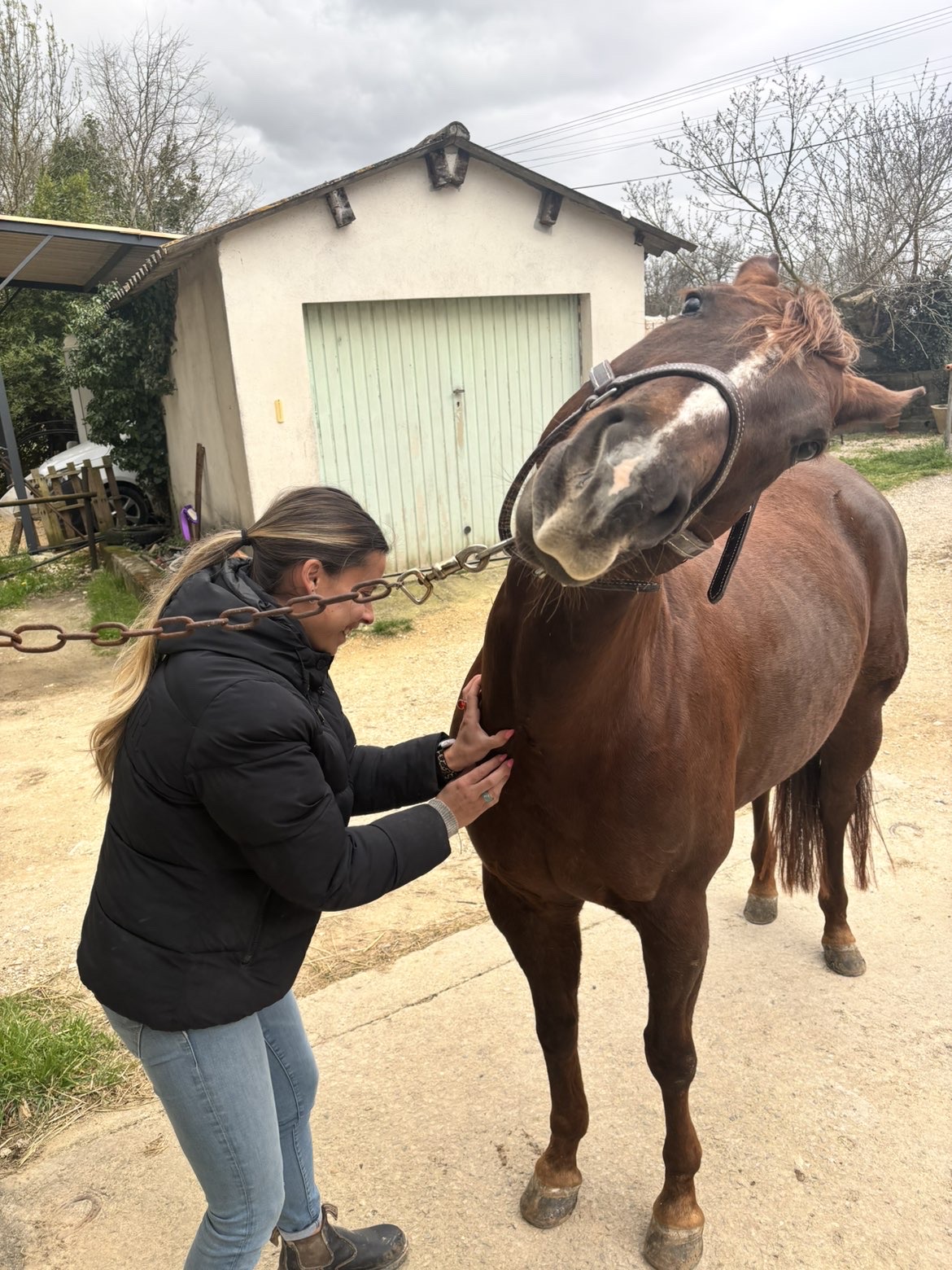 Alice palpant un cheval alezan en extérieur