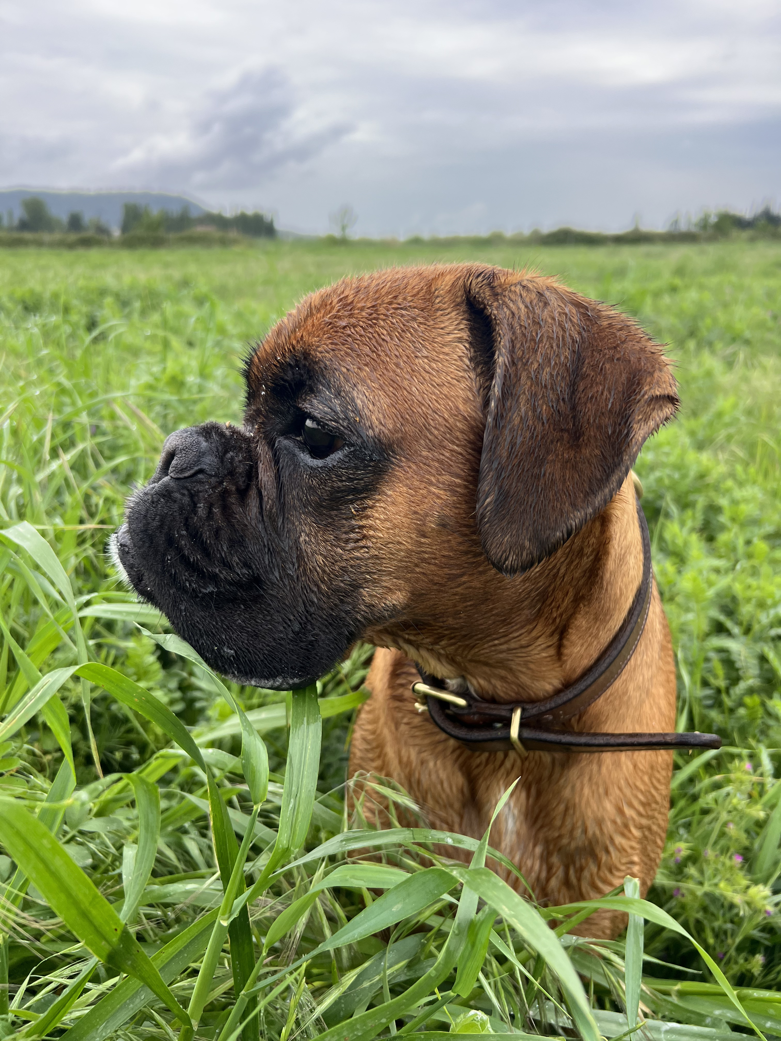 Ostéopathie pour chiens