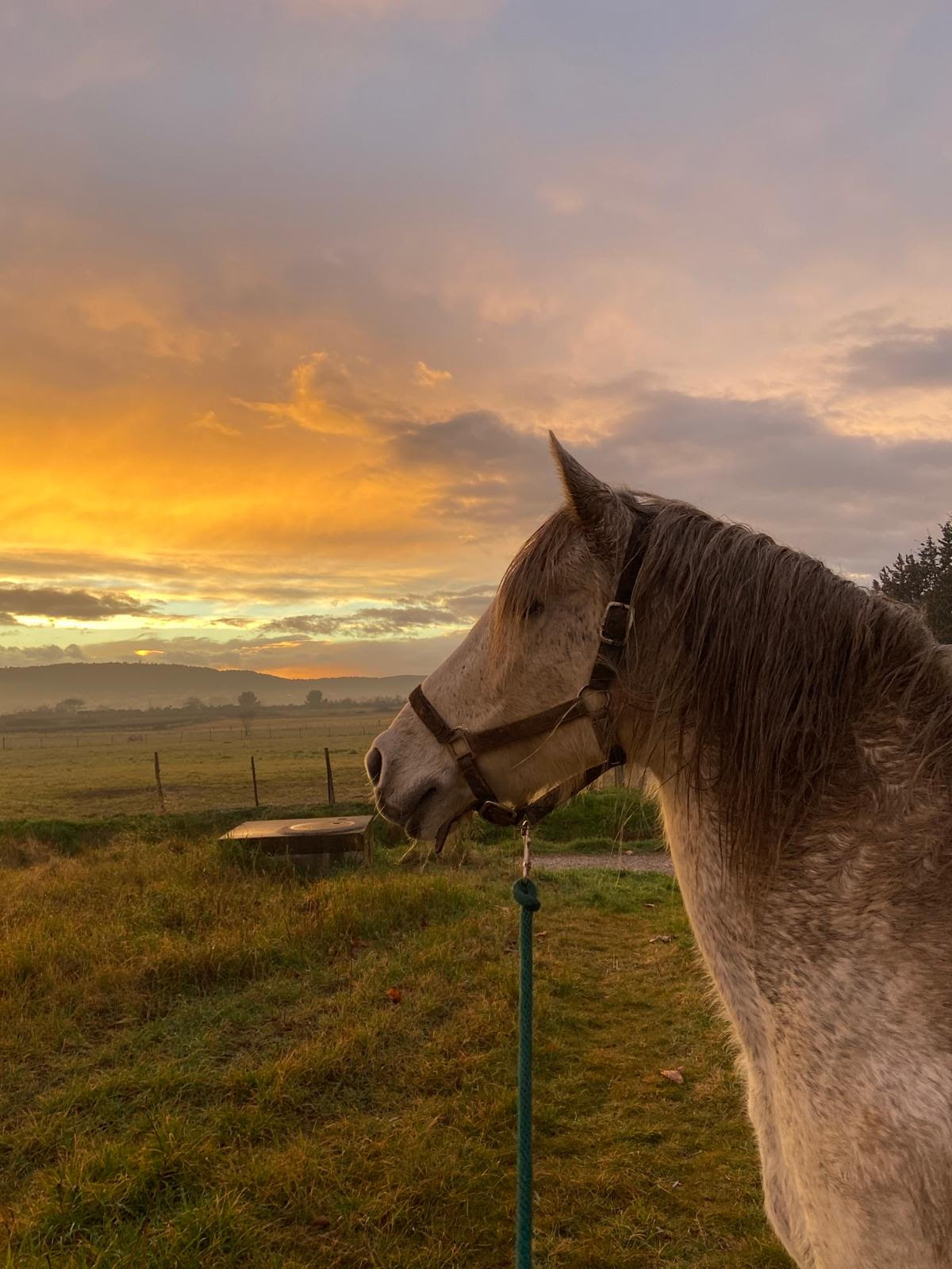 Ostéopathie pour chevaux