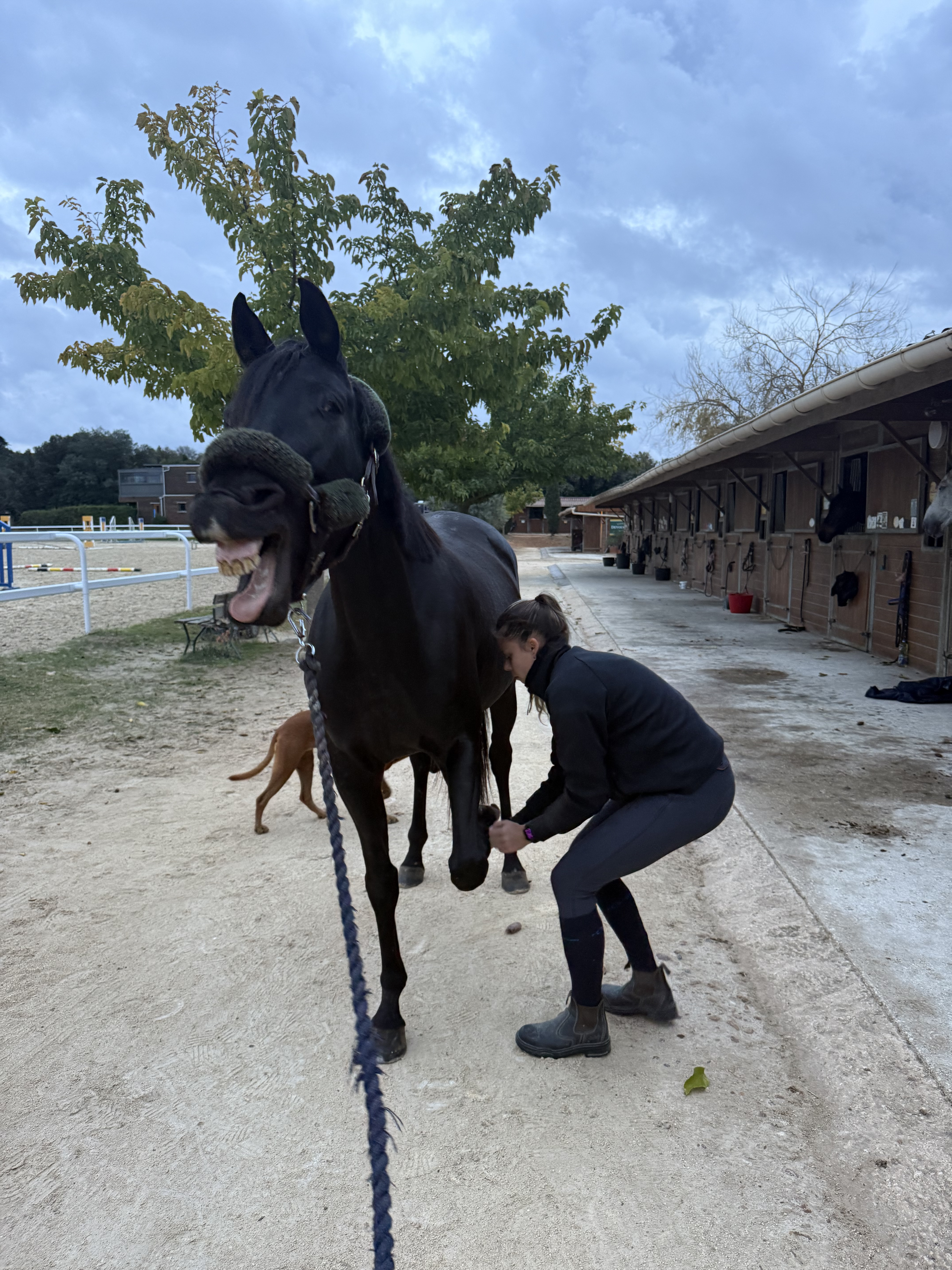 Soin ostéopathique d'un cheval noir à l'écurie